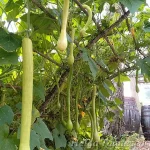 Cucurbita Summer Squash Group  'Tromba di Albenga' rullkõrvits ehk trompetkõrvits 1