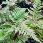 Dryopteris erythrosora 'Autumn' 1