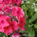 Phlox paniculata 'Adessa® Orange' 1