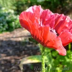 Papaver orientale 'Royal Chocolate Distinction' Idamagun 1