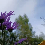 Aster amellus 'Veilchenkönigin' 3