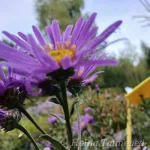 Aster amellus 'Veilchenkönigin' 4
