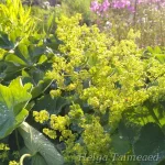 Alchemilla mollis 'Thriller' Jättipoimulehti 1