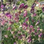 Geranium phaeum 'Joseph Green' Tõmmu kurereha 1