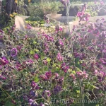 Geranium phaeum 'Joseph Green' Tõmmu kurereha 2