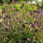 Geranium phaeum 'Joseph Green' Tõmmu kurereha 3