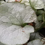 Brunnera 'Alexandria' Brunnera 2
