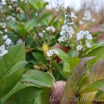 Lysimachia 'Innlyscand' Вербейник 1