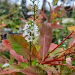 Lysimachia 'Innlyscand' Вербейник 2