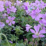 Geranium 'Sirak' Kurereha 1