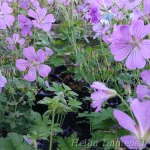 Geranium 'Sirak' Kurereha 2