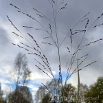 Panicum virgatum 'Squaw' 1