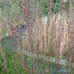 Molinia caerulea 'JS Aha-Erlebnis' 1