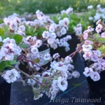 Gypsophila cerastioides 'Plena' Гипсофила ясколковидная 1