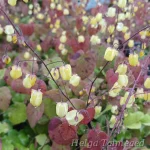 Epimedium 'Sunny and Share' Haldjatiib 1