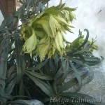 Helleborus foeditus 1