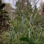 Miscanthus sinensis 'Klaine Silberspinne' Hiina siidpööris 1