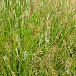 Sesleria 'Greenlee's Hybrid' 1
