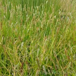 Sesleria 'Greenlee's Hybrid' 2