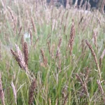 Sesleria 'Greenlee's Hybrid' 3