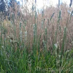 Sesleria 'Greenlee's Hybrid' 4