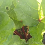 Rheum rhabarbarum 'Sanvitos® Summer' 1