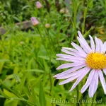 Aster koraiensis 3