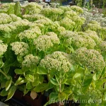 Hylotelephium (Sedum) 'Brilliant' 2