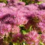 Hylotelephium (Sedum) 'Brilliant' 1