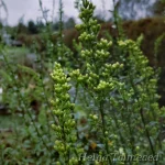 Solidago shortii 'Solar Cascade' 1