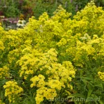 Solidaster luteus 'Lemore' 1