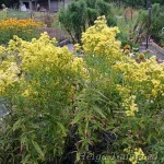 Solidaster luteus 'Lemore' 2