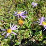 Aster amellus ´Rudolf Goethe´ Amellaster 1