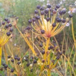 Allium wallichii Nepaali lauk 2