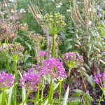 Allium wallichii Nepaali lauk 1