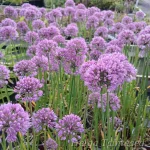 Allium 'Serendipity' Lauk 1