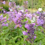 Nepeta 'Blue Planet' Naistenõges 1