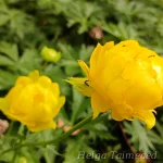 Trollius × cultorum 'Lemon Queen' Aed-kullerkupp 1