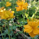 Trollius × cultorum 'Orange Triumph' Aed-kullerkupp 1