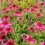 Echinacea purpurea  'Delicious Candy' ® Punane siilkübar 1