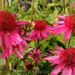 Echinacea purpurea  'Delicious Candy' ® Punane siilkübar 2