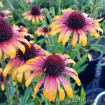 Echinacea purpurea 'Parrot' ® Punane siilkübar 1