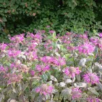 Monarda 'Präirenacht' Monarda 1