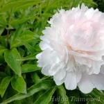 Paeonia lactiflora 'Allertie' Pojeng 1