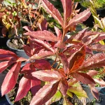 Paeonia lactiflora 'Allertie' Pojeng Valgeõieline pojeng 2