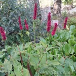 Persicaria amplexicaulis 'Blackfield' 1