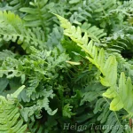 Polypodium vulgare 'Bifido Multifidum' Kivi-imar 1