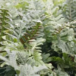 Polypodium vulgare 'Bifido Multifidum' Kivi-imar 2