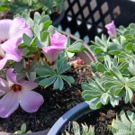 Oxalis adenophylla 1