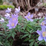 Anemone nemorosa 'Mart's Blue' Võsa-ülane 1
